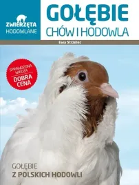 golebie-chow-i-hodowla