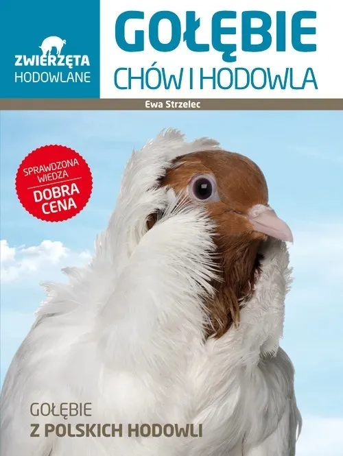 golebie-chow-i-hodowla