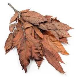kasztan-stabilizowany-chestnut-leaves-pomaranczowy