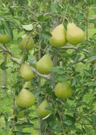grusza-jesienna-komisowka-c4-5