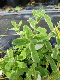 mieta-ananasowa-o-wybarwionych-lisciach