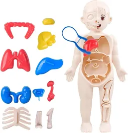 anatomia-dla-dzieci-puzzle-do-ukladania-i-nauki-ludzkich-narzadow-zabawa