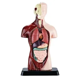 anatomia-dla-dzieci-puzzle-do-ukladania-i-nauki-ludzkich-narzadow-podstawka