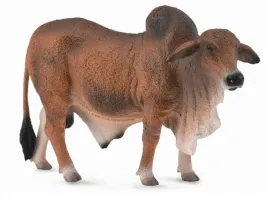 byk-czerwony-brahman