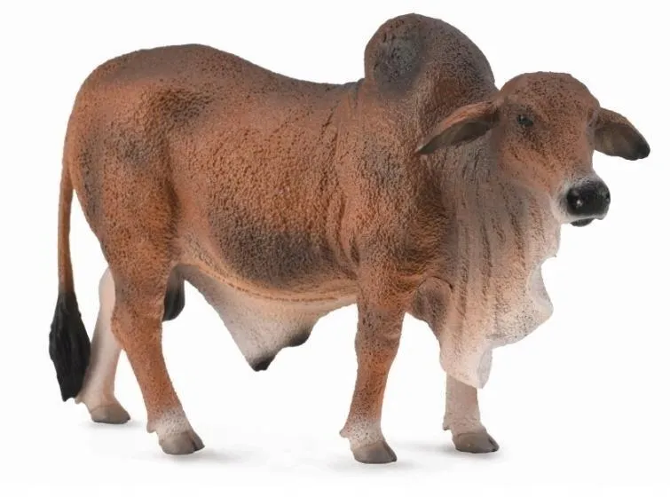 byk-czerwony-brahman