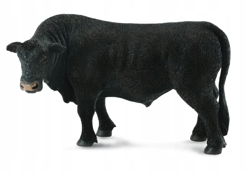 byk-czarny-angus
