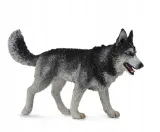 pies-rasy-siberian-husky