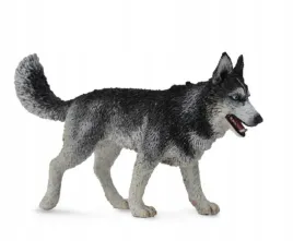 pies-rasy-siberian-husky