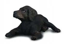 pies-labrador-szczenie