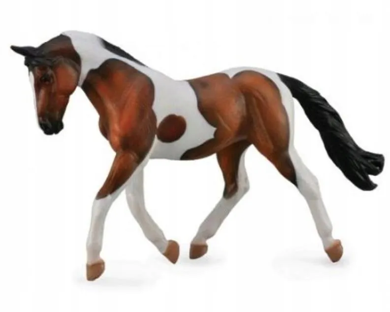 kon-pinto-mare-gniady