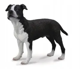 pies-amerykanski-saffordshire-terrier