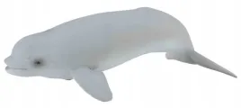 wieloryb-beluga-mlode