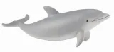 delfin-butlonosy-mlody