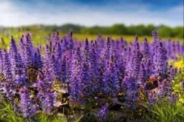 ajuga-reptans-dabrowka-rozlogowa-kwiat-niebiesko-fioletowy-bylina-dekoracyj