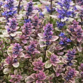 ajuga-tenorei-princess-nadia-piotrek01-dabrowka-tenora-kwiat-fioletowo-ni