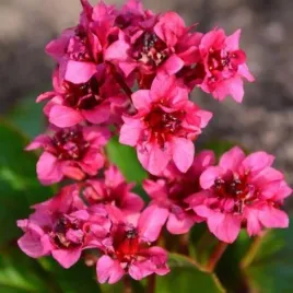 bergenia-flirt-pbr-bergenia-kwiat-rozowy-bylina-ozdobna-do-ogrodu-c2