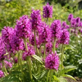 betonica-officinalis-miss-magenta-czysciec-lekarski-kwiat-rozowy-bylina-c