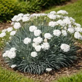 dianthus-plumarius-angel-of-purity-gozdzik-postrzepiony-kwiat-bialy-bylin