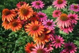 echinacea-cheyenne-spirit-jezowka-kwiaty-wielobarwne-bylina-ozdobna-c2