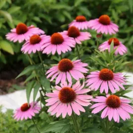 echinacea-purpurea-magnus-jezowka-purpurowa-kwiaty-rozowe-bylina-ozdobna