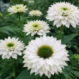 echinacea-sunseekers-white-perfection-ifecsswp-jezowka-kwiat-polpelny-bia