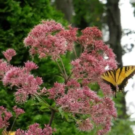 eupatorium-maculatum-phantom-pbr-sadziec-plamisty-kwiat-rozowy-bylina-c2