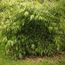 fargesia-robusta-wenchuan-formidable-fargezja-olbrzymia-pedy-czerwone