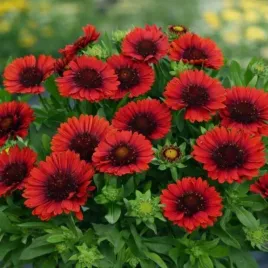 gaillardia-gran-spintop-red-gailardia-wielokwiatowa-kwiat-krwisto-czerw