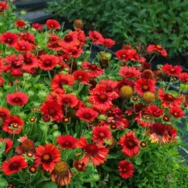 gaillardia-gran-mesa-red-pas933516-gailardia-kwiat-czerwony-bylina-c2