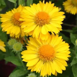 gaillardia-gran-mesa-yellow-pas888653-gailardia-kwiat-zolty-bylina-c2