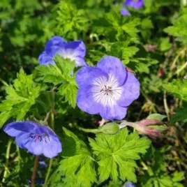 geranium-azure-rush-bodziszek-kwiat-lawendowy-bylina-ozdobna-c2