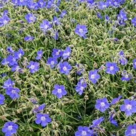 geranium-brookside-bodziszek-kwiat-fioletowo-niebieski-bylina-c2