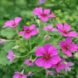 geranium-cantabrigiense-cambridge-bodziszek-kantabryjski-kwiat-fioletowy