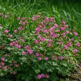 geranium-cantabrigiense-karmina-bodziszek-kantabryjski-aromatyczne-kwiat