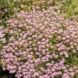 gypsophila-repens-rosea-gipsowka-rozeslana-kwiat-drobny-rozowy-bylina-c2