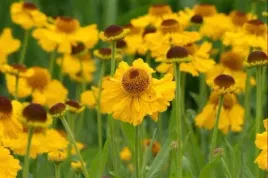 helenium-bigelovii-the-bishop-dzielzan-bigelowa-kwiat-zolty-bylina-c2
