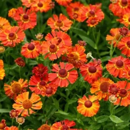 helenium-little-orange-dzielzan-kwiat-pomaranczowo-czerwony-bylina-c2