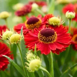 helenium-ranchera-pbr-dzielzan-kwiat-czerwono-pomaranczowy-bylina-c2