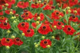 helenium-rubinzwerg-dzielzan-kwiat-czerwony-bylina-ogrodowa-c2