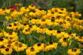 helenium-wesergold-dzielzan-kwiat-zoltoy-bylina-do-ogrodu-c2