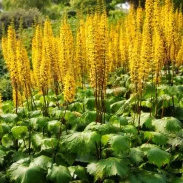 ligularia-przewalskii-jezyczka-przewalskiego-kwiat-wiecha-zolty-bylina-c2