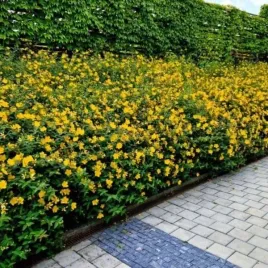 hypericum-hidcote-dziurawiec-kwiat-drobny-zolty-bylina-c3