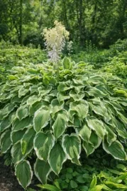 hosta-francee-funkia-lisc-zielony-z-bialymi-brzegami-bylina-c2