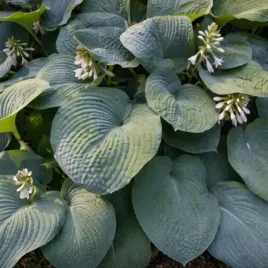 hosta-big-daddy-funkia-lisc-duzy-niebiesko-zielony-kwiat-fioletowy-bylina
