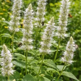 agastache-rugosa-alabaster-klosowiec-pomarszczony-kwiaty-klos-biale-c2