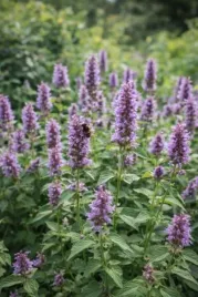 agastache-poquito-lavender-tnagapl-klosowiec-kwiat-klos-lawendowo-rozowy