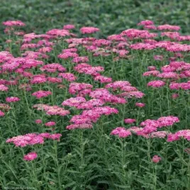 achillea-millefolium-skysail-bright-pink-krwawnik-pospolity-kwiat-rozowy