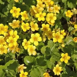 waldsteinia-ternata-pragnia-syberyjska-kwiat-zolty-plozacy-bylina-do-ogrodu