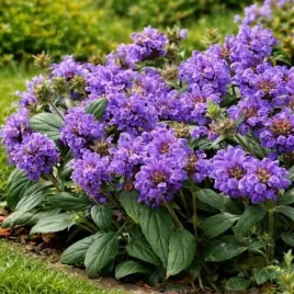 prunella-grandiflora-glowienka-wielkokwiatowa-kwiat-wiecha-fioletowy-c2
