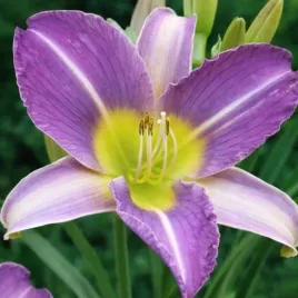hemerocallis-blue-sheen-liliowiec-kwiat-lawendowo-zolty-bylina-do-ogrodu